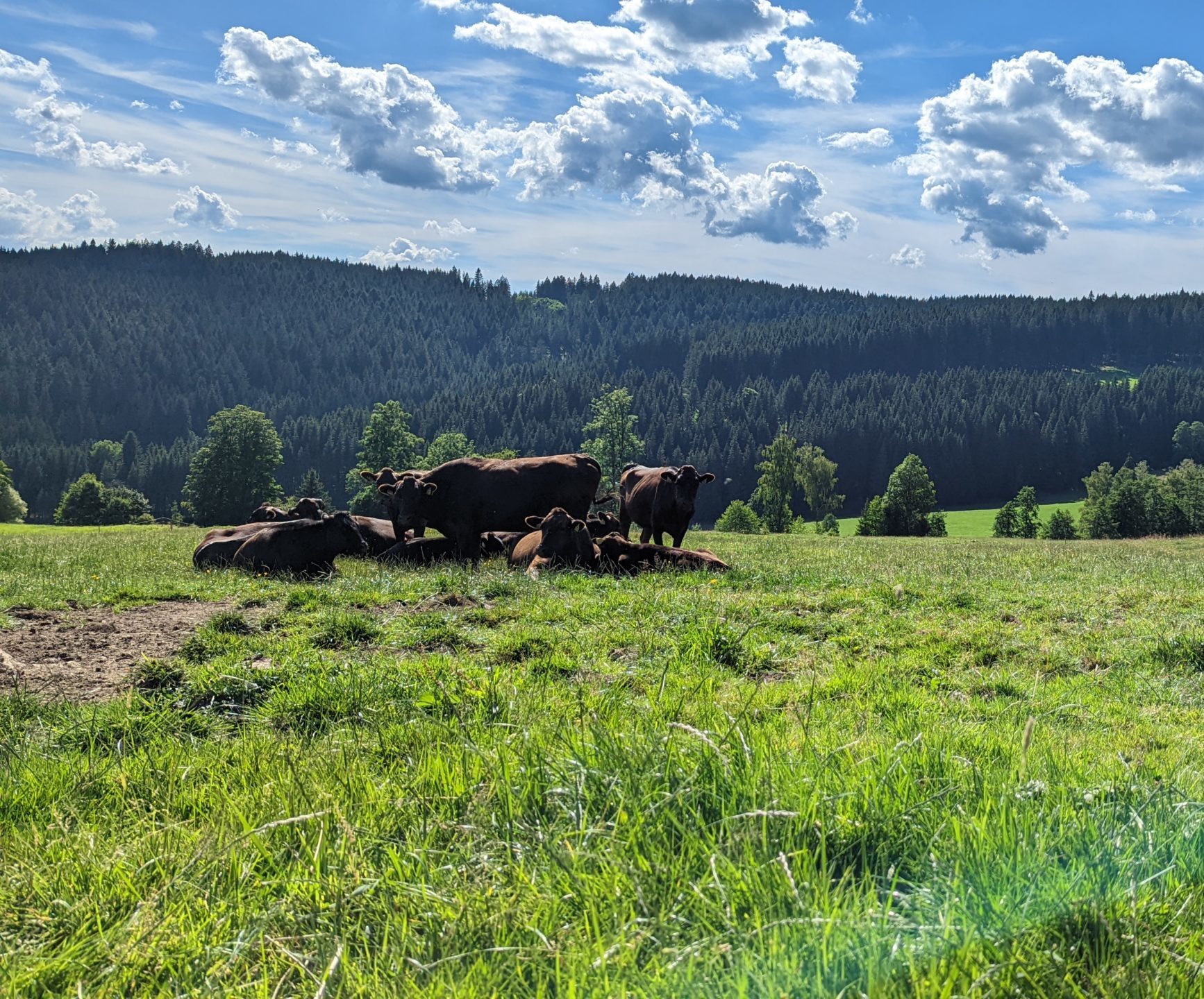 Ein besonderes Erlebnis: Die Wagyu-Rinder der Familie Heizmann