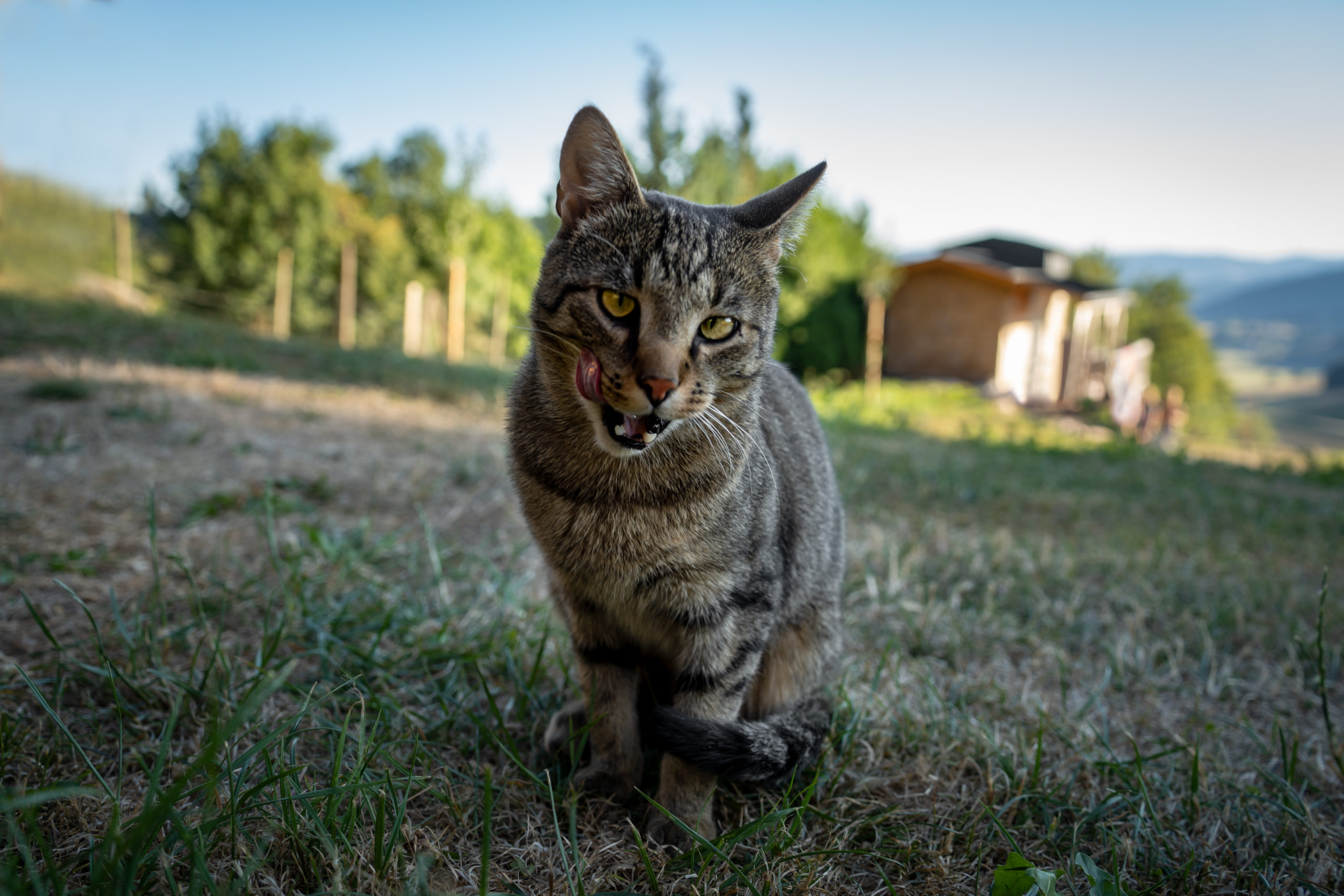 Tierische Familienmitglieder: Katzen gehören auf jeden Bauernhof